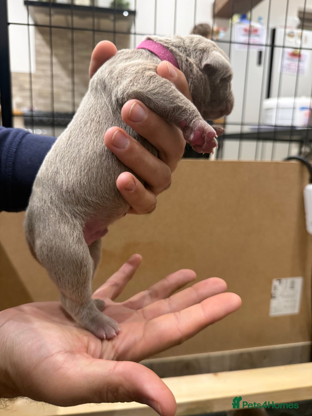 Mastiff dogs for sale: Neapolitan Mix - Image 13