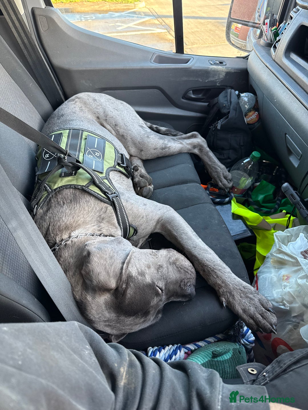 Mixed Breed dogs for sale: Cane Corso x Great Dane  - Advert 25