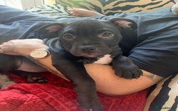 American Bully dogs for sale: Pocket bully pup - Image 9