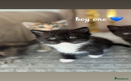 Persian cats for sale: mixed persian & bombay kittens  in Maidstone - Image 18