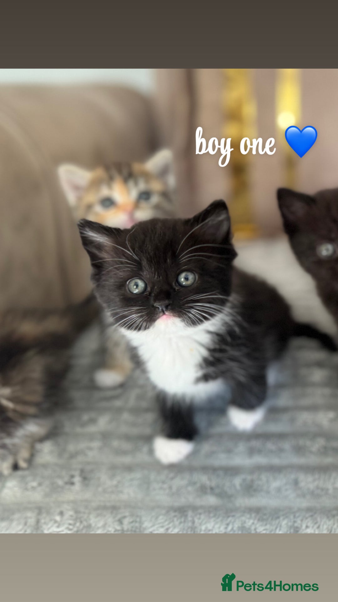 Persian cats for sale: mixed persian & bombay kittens  in Maidstone - Image 18