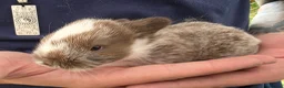 Mixed Breed rabbits for sale: Beautiful babies looking for forever families - Advert 2