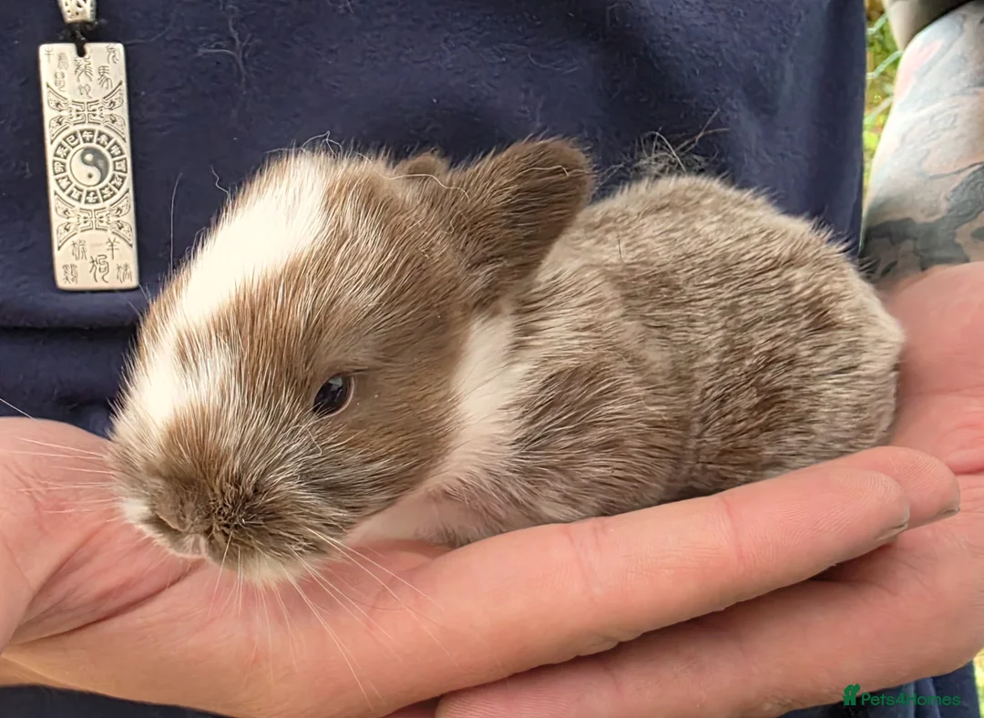 Mixed Breed rabbits for sale: Beautiful babies looking for forever families - Advert 2