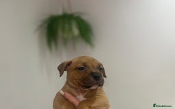 Staffordshire Bull Terrier dogs for sale: Red Staffordshire bull terrier puppies ❤️🐾 - Image 9