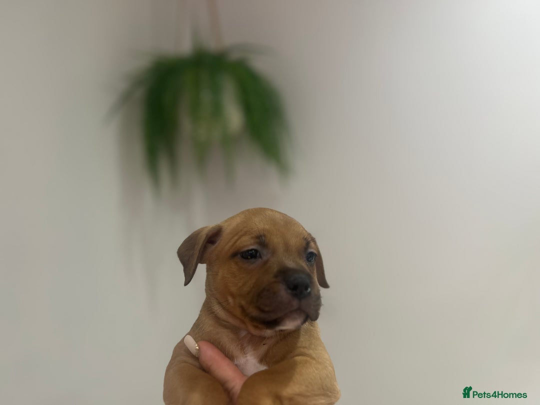 Staffordshire Bull Terrier dogs for sale: Red Staffordshire bull terrier puppies ❤️🐾 - Image 9
