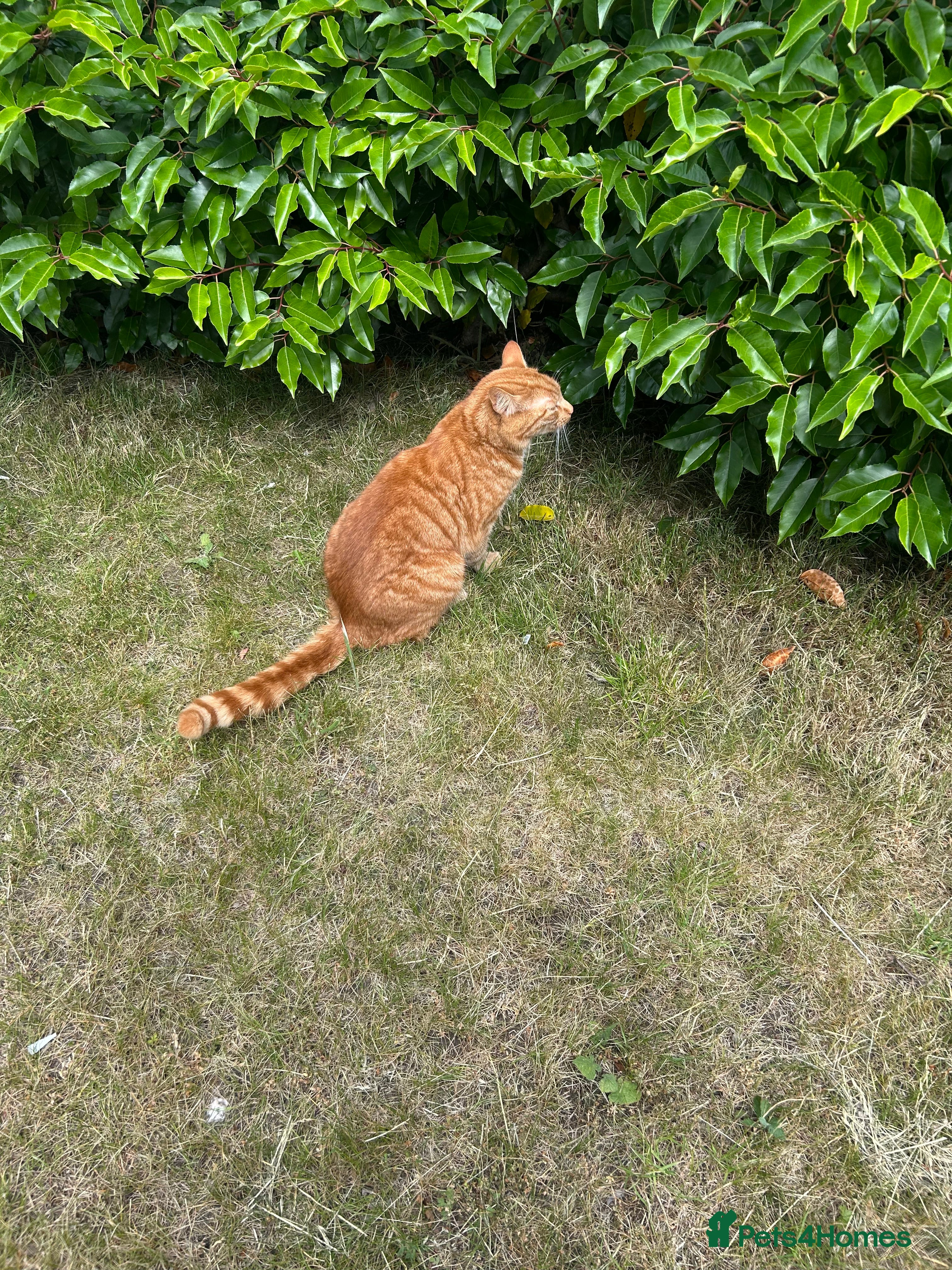 British Shorthair cats Ginger cat (2 years old)  - Advert 1