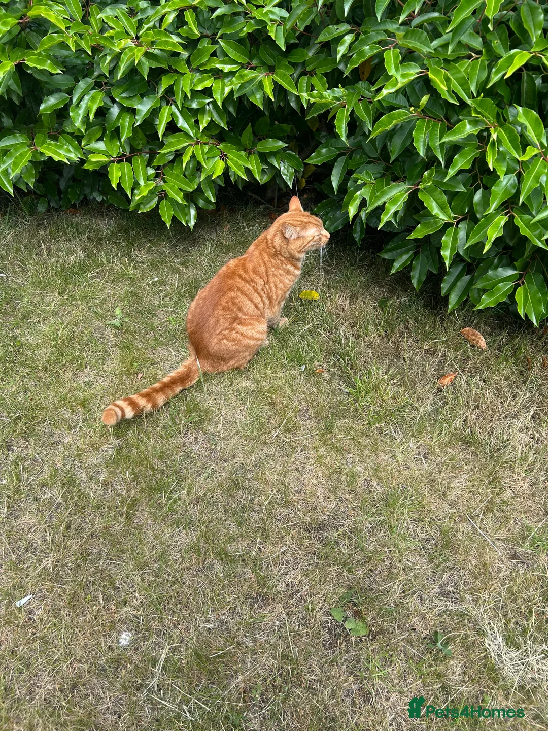 British Shorthair cats for sale: Ginger cat (2 years old)  - Advert 1