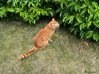 British Shorthair cats Ginger cat (2 years old) - Advert 2