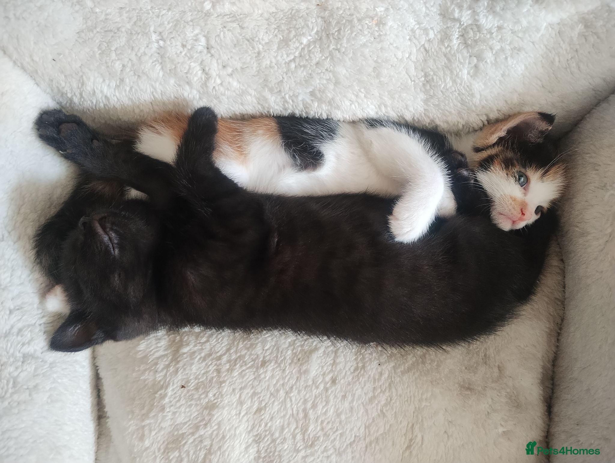 Mixed Breed cats 2 girl mixed breed beautiful kittens - Advert 16