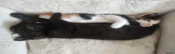 Mixed Breed cats for sale: 2 girl mixed breed beautiful kittens in Bournemouth - Advert 1