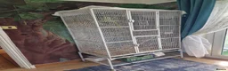 Parrots birds for sale: Pair Alexandrine Parakeets + Tall Wheeled Cage in Cannock - Advert 7