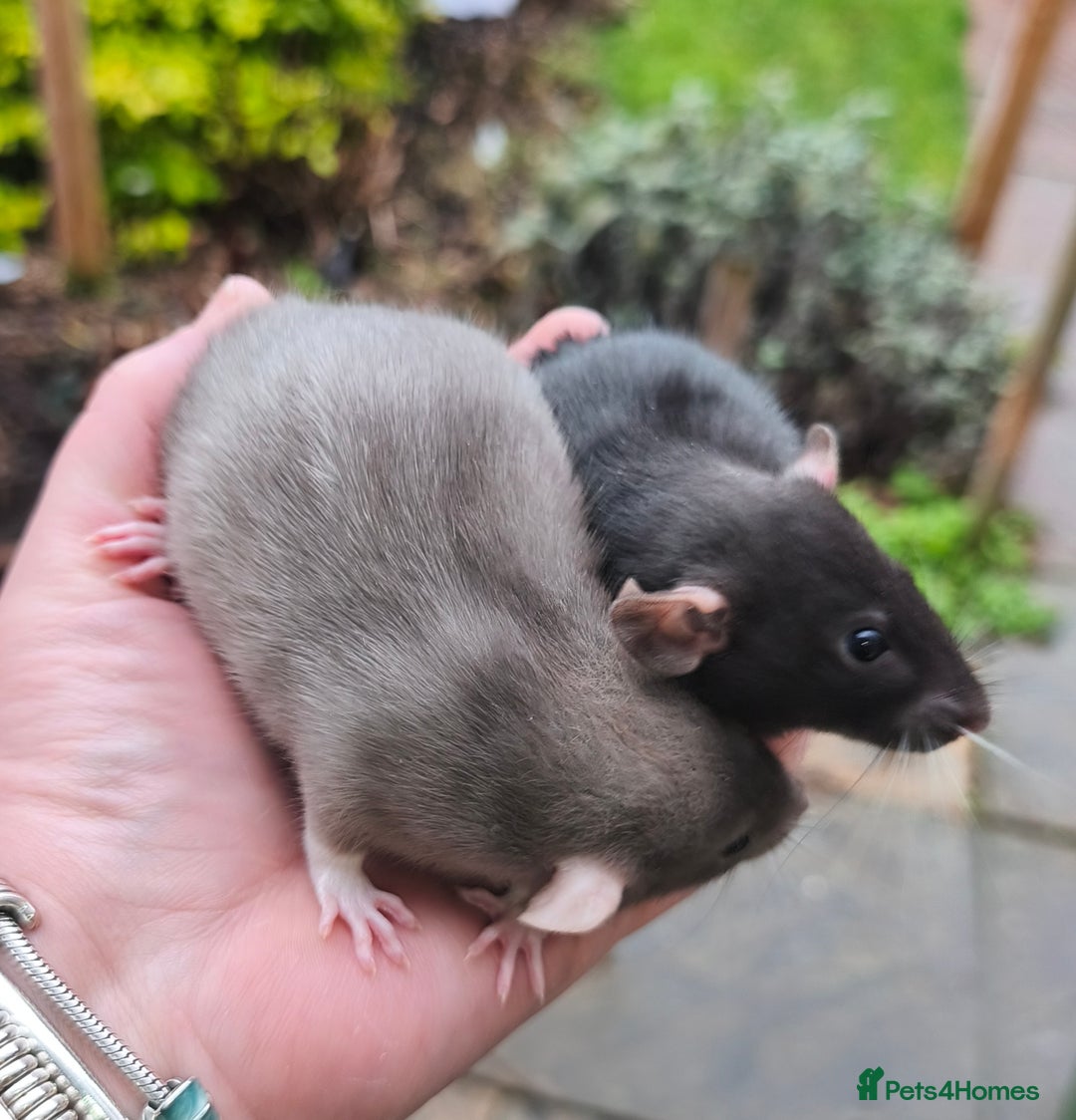 Rat rodents for sale: Female Dumbo rats black, blue, mink cinnamon  - Advert 7
