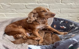 Cockapoo dogs for sale: F1 Show Type Cockapoo Puppies - Image 10