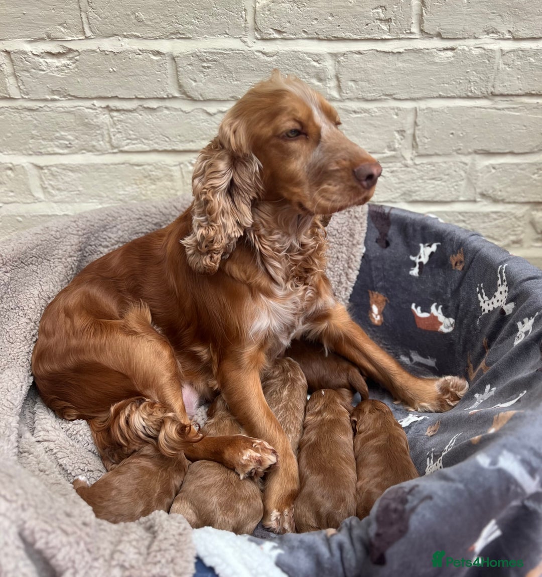 Cockapoo dogs for sale: F1 Show Type Cockapoo Puppies - Image 10