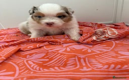 Australian Shepherd dogs for sale: Beautiful Australian Shepherd Puppies, 4 week old. - Image 12