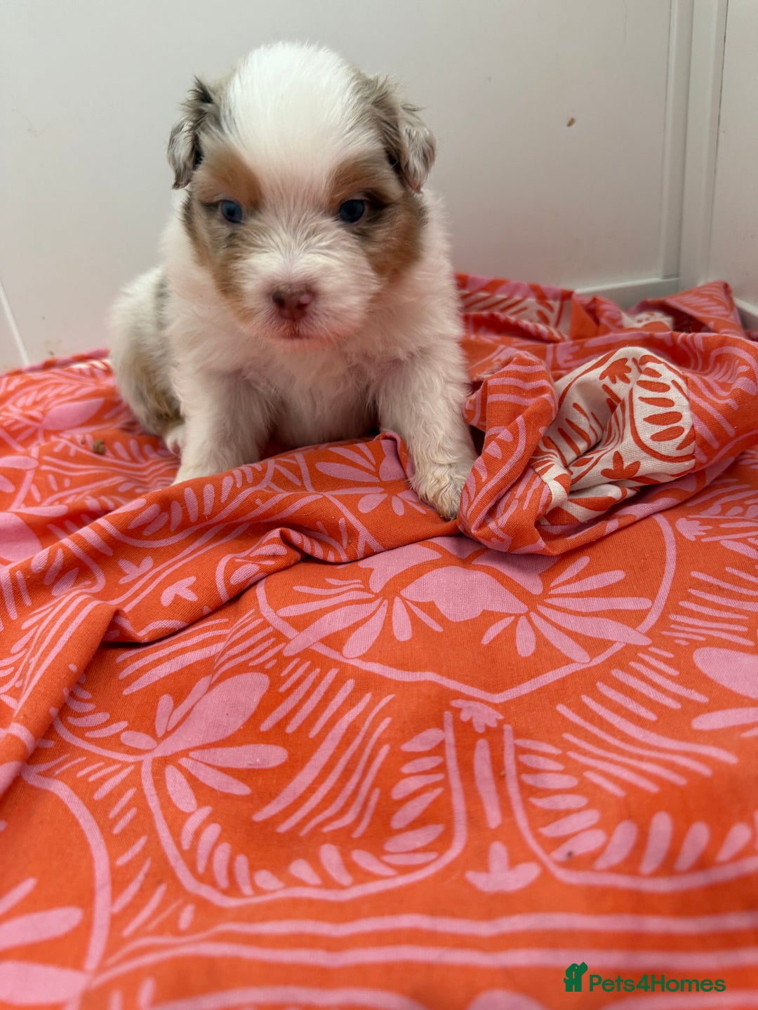 Australian Shepherd dogs for sale: Beautiful Australian Shepherd Puppies, 4 week old. - Image 12