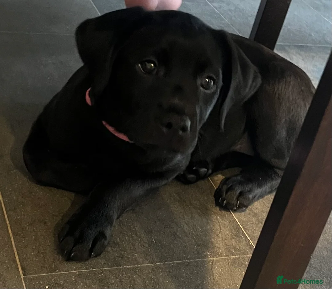 Labrador Retriever dogs for sale: Beautiful lab female  - Advert 14