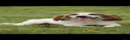Cocker Spaniel dogs for sale: KC working cocker spaniel lemon roan - Advert 12