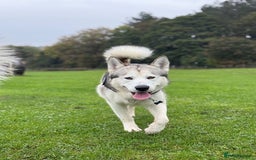 Alaskan Malamute dogs for stud: Alaskan Malamute for first time stud - Advert 1