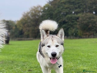 Alaskan Malamute dogs Alaskan Malamute for first time stud - Advert 5