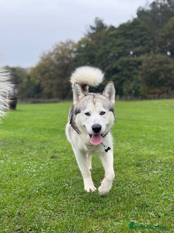 Alaskan Malamute dogs Alaskan Malamute for first time stud - Advert 1