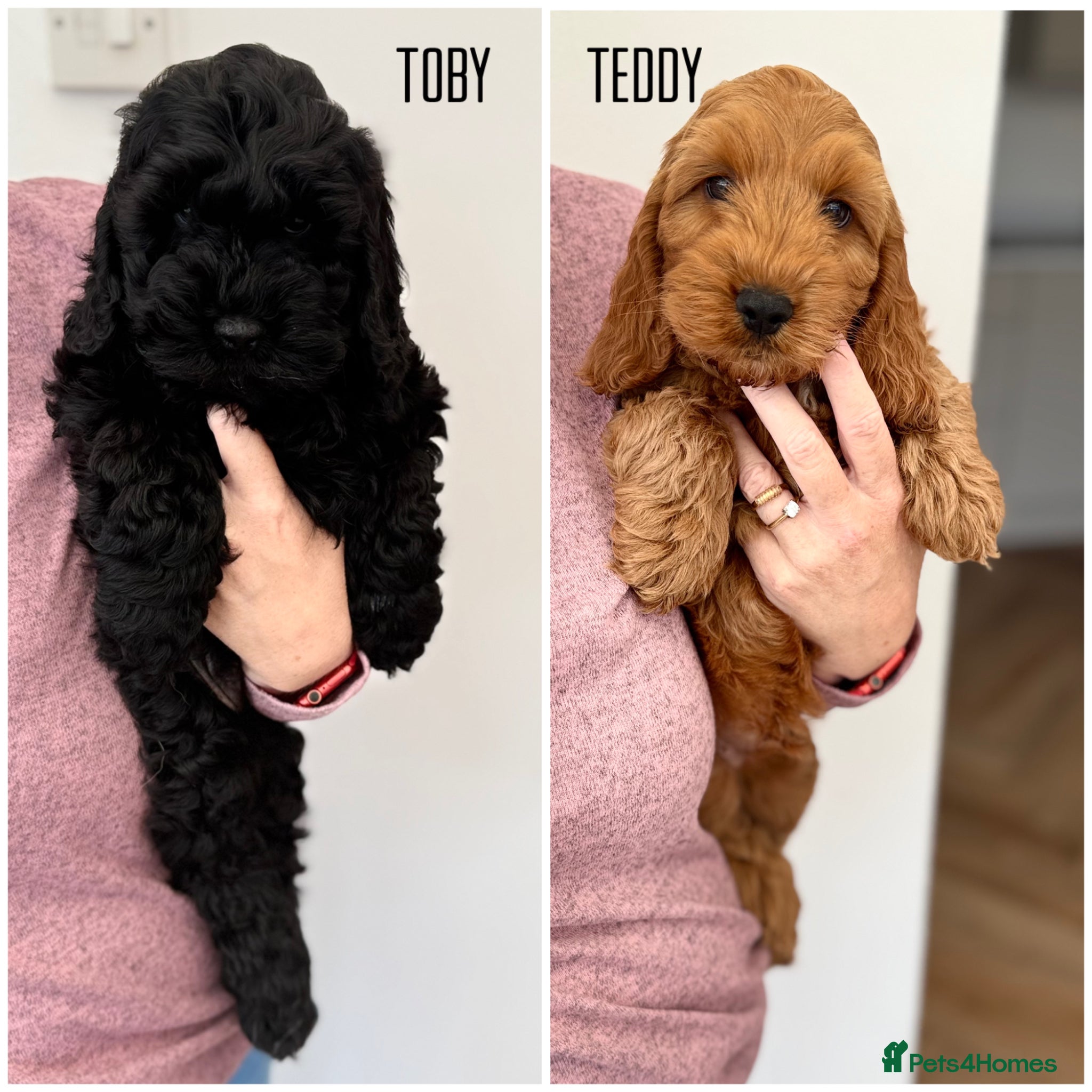 Cockapoo dogs F1 cockapoo puppies READY NOW ‼️REDUCED‼️ - Advert 2