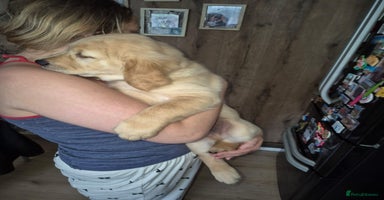 Golden Retriever dogs in Aberystwyth - Advert 5
