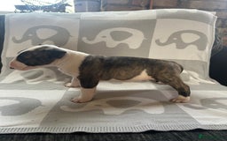 English Bull Terrier dogs for sale: Ready to leave !!! champion bloodlines kc reg - Image 34