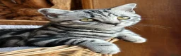 British Shorthair cats for sale: British shorthair Silver tabby  - Advert 4