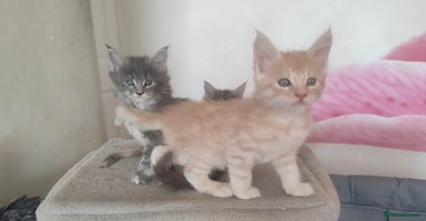 Maine Coon cats - Advert 13