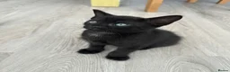 Mixed Breed cats for sale:     She is a domestic shorthair cat with blue eyes - Advert 8