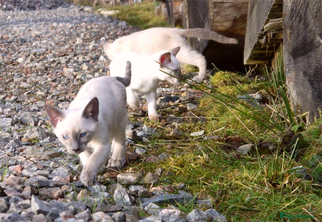 Siamese cats for sale: ADORABLE SIAMESE KITTENS - Advert 5