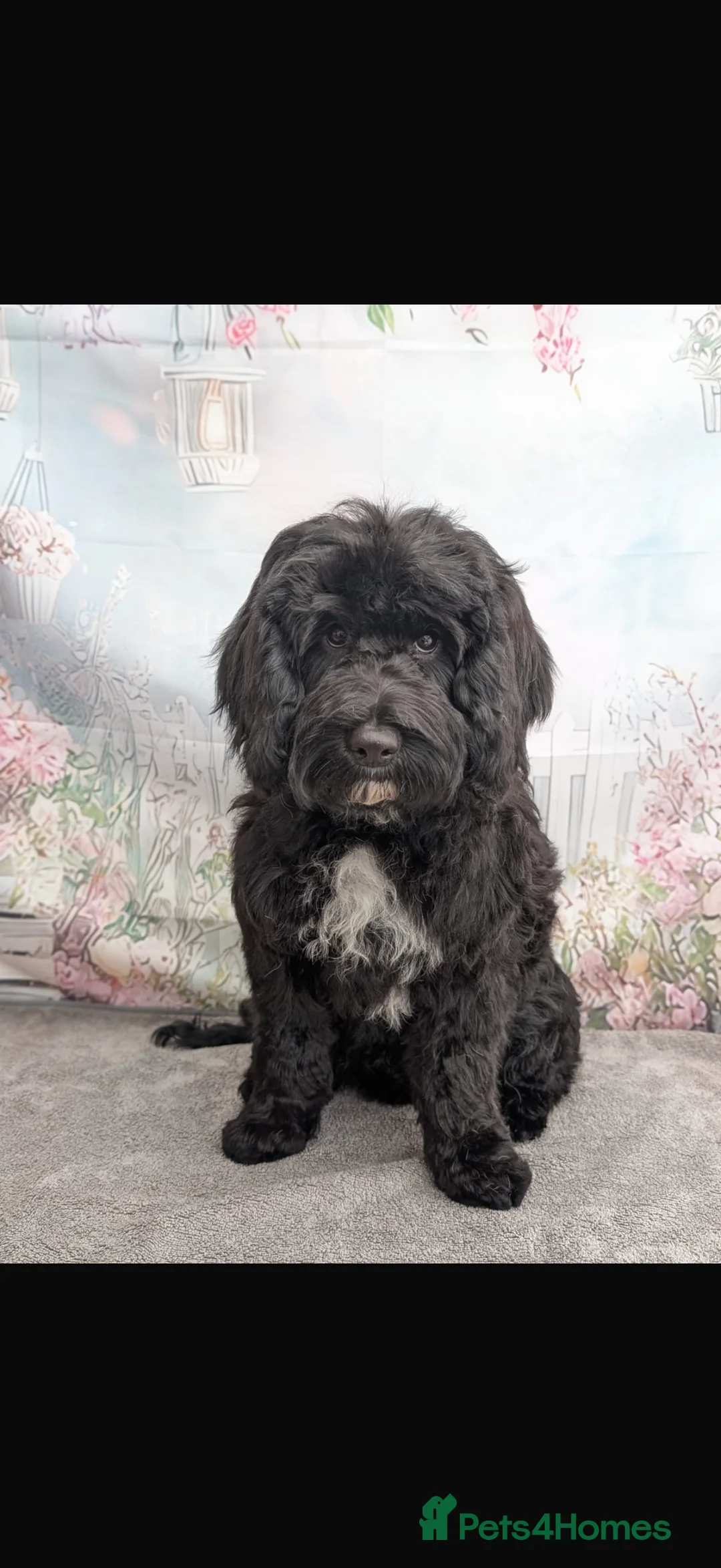 Cockapoo dogs for sale: Honey and Marley  in Lincoln - Advert 5