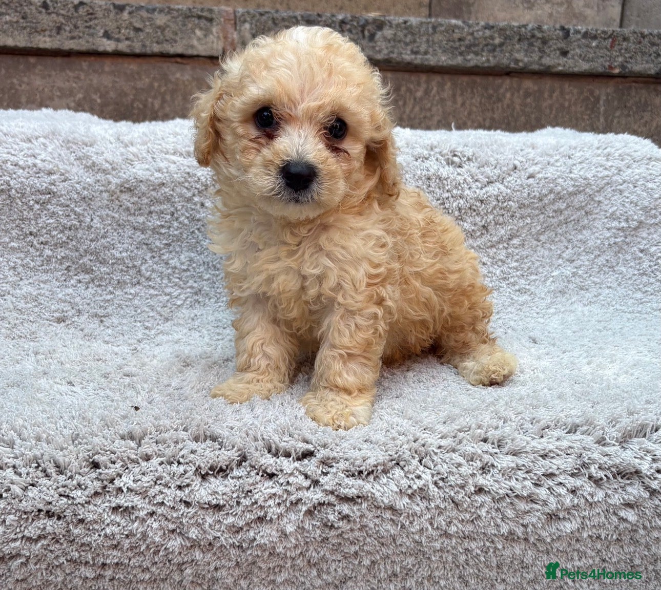 Poochon dogs Bichon frise x poodle puppies  - Advert 8