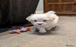 Maltese dogs for sale: Absolutely adorable Maltese girl  - Image 6