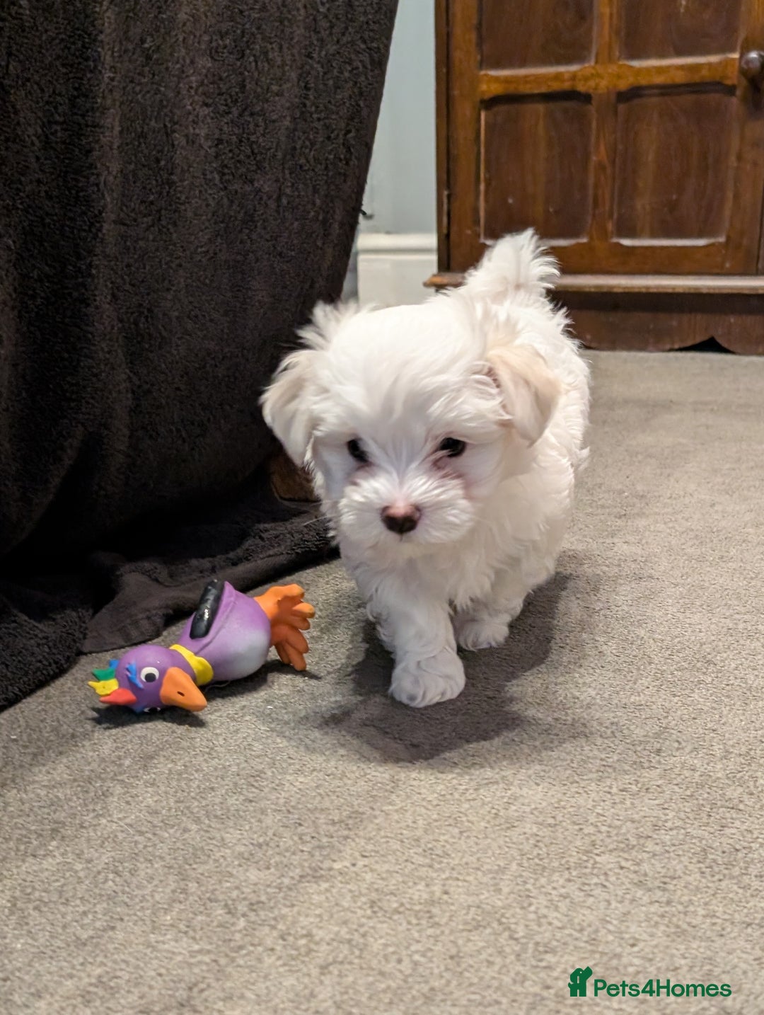 Maltese dogs for sale: Absolutely adorable Maltese girl  - Image 6