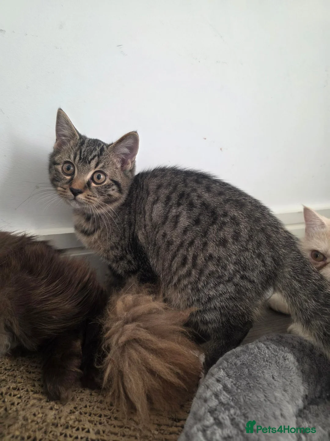 Scottish Fold cats for sale:  Scottish Fold & Straight cross British longhair - Advert 2
