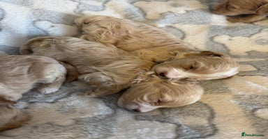 Maltipoo dogs - Advert 3