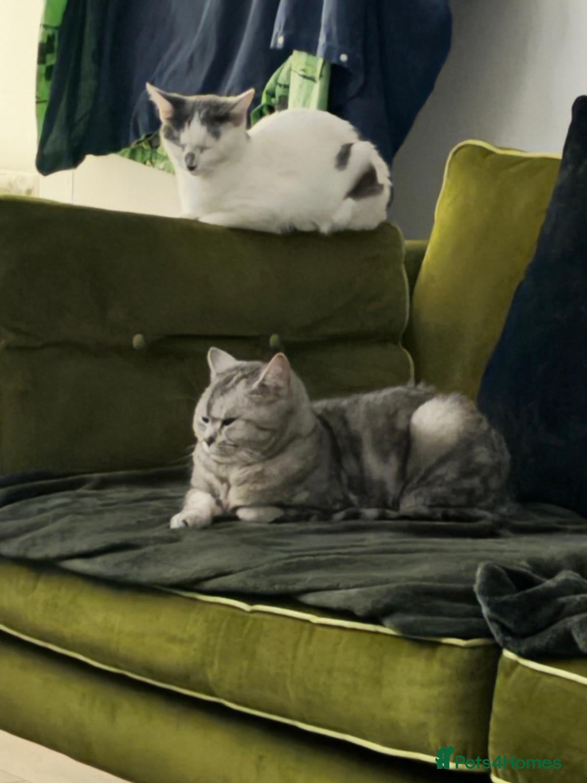 British Shorthair cats Short haired cat 3 1/2 years old - Advert 1