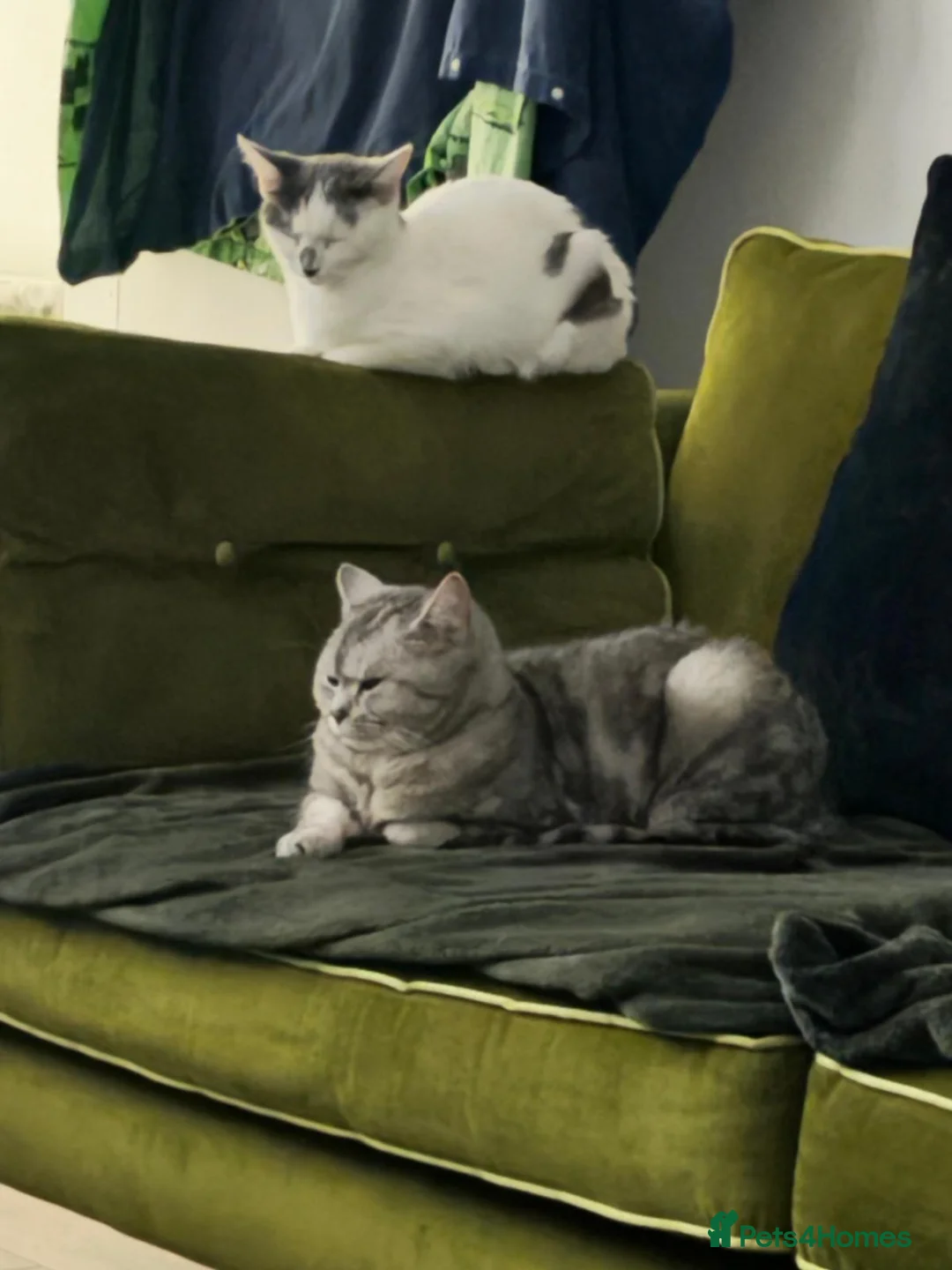 British Shorthair cats for sale: Short haired cat 3 1/2 years old - Advert 1