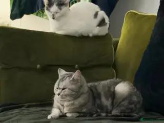 British Shorthair cats Short haired cat 3 1/2 years old - Advert 1