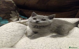 British Shorthair cats for sale: Blue British shorthairs kittens with GCCFpedigree - Image 2