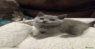 British Shorthair cats - Advert 4