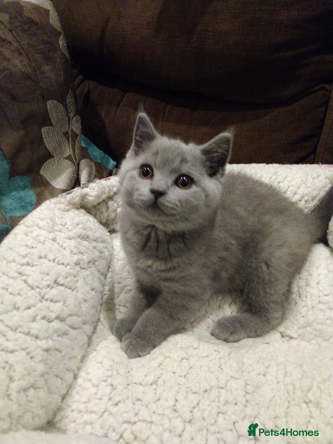 British Shorthair cats for sale: Blue British shorthairs kittens with GCCFpedigree - Image 2
