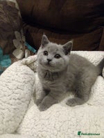 British Shorthair cats - Advert 4