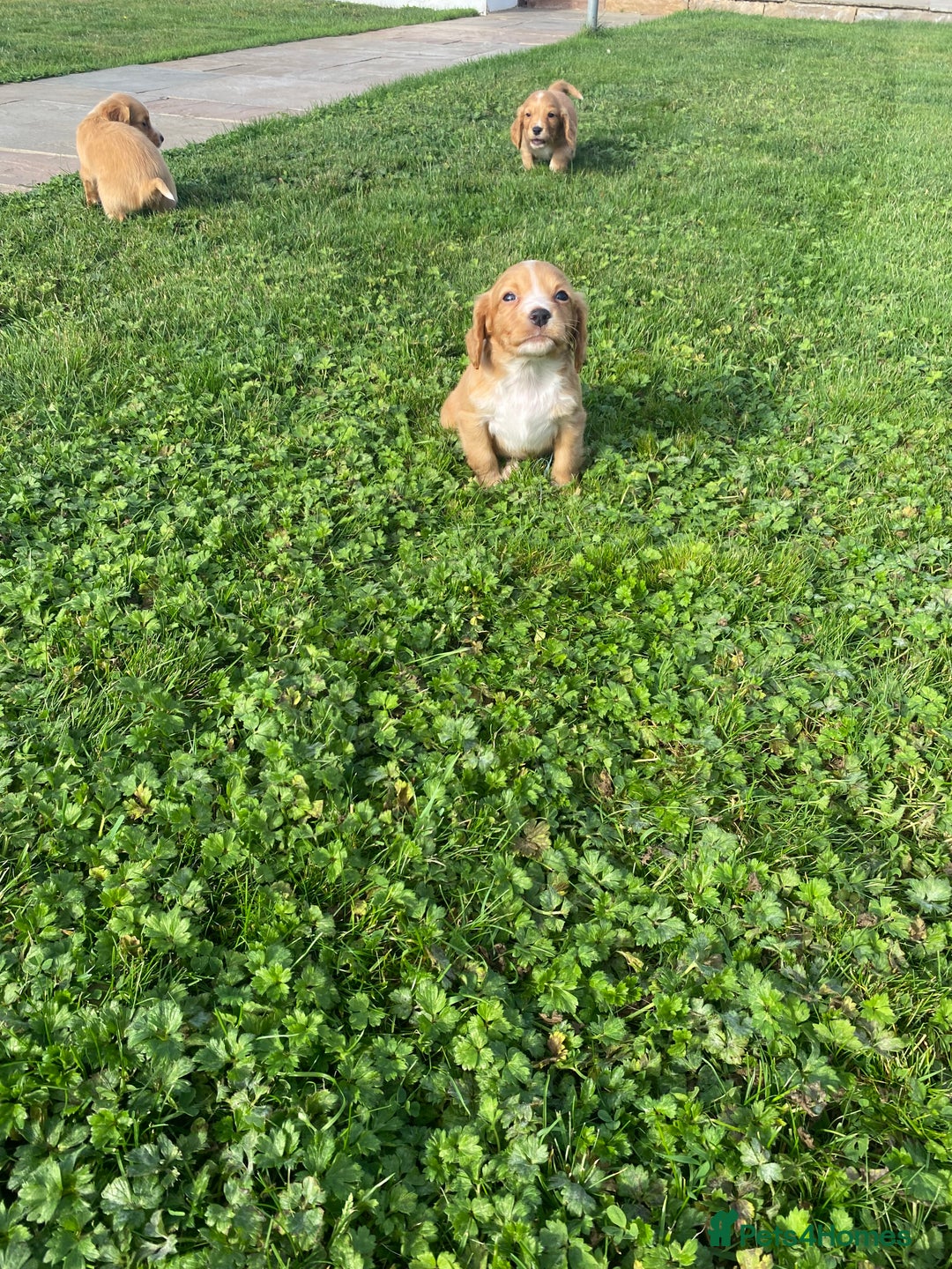 Cocker Spaniel dogs for sale: Cocker spaniel - Image 16