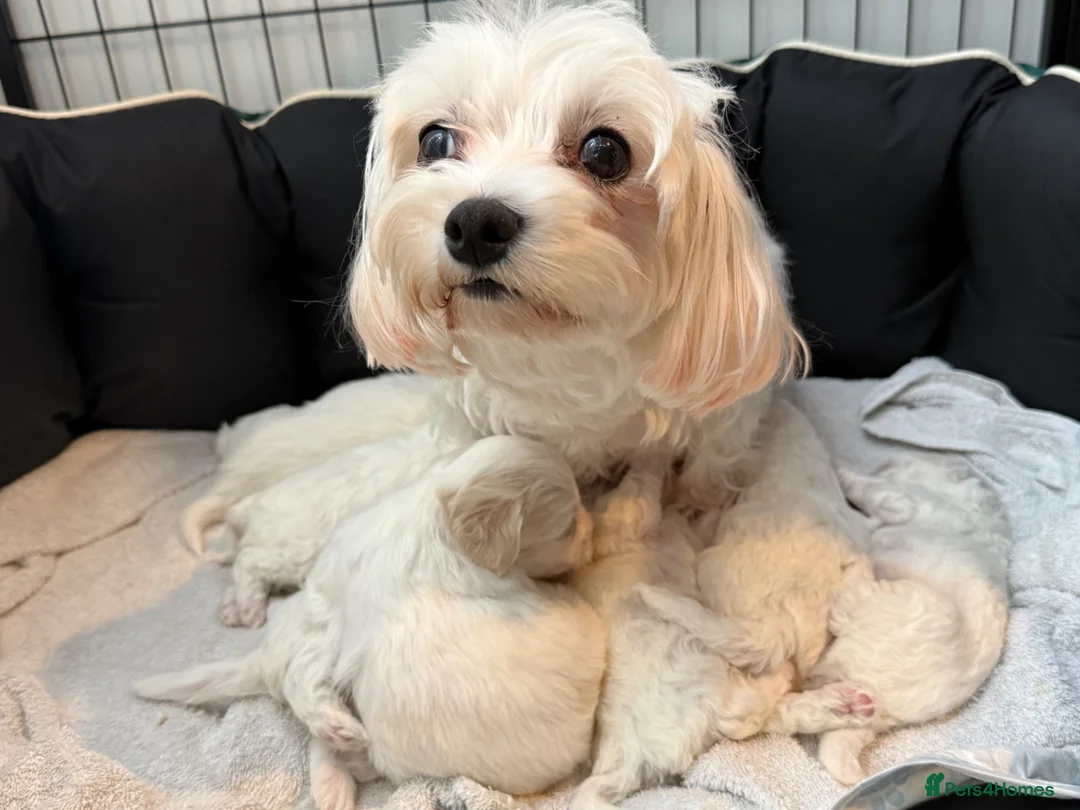 Bichon Frise dogs for sale: Bichon Puppies for sale - Advert 2