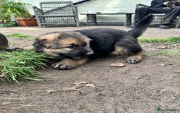 German Shepherd dogs for sale: German shepherd puppies  - Image 6