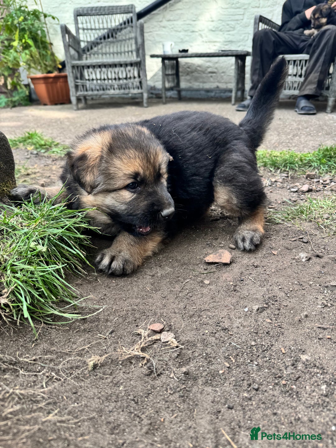 German Shepherd dogs for sale: German shepherd puppies  - Image 6