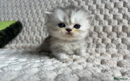 Persian cats for sale: 4 Beautiful Pure Persian Kittens PKD Neg - Image 12
